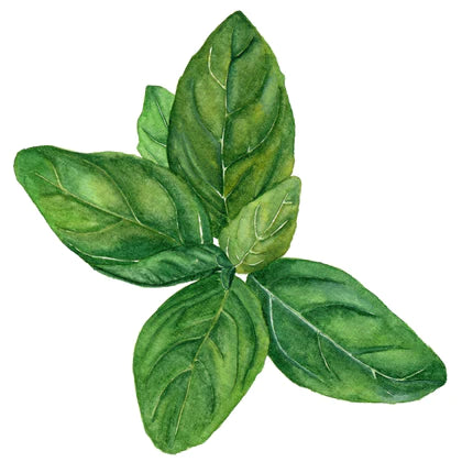 Basil Seeds Genovese Australian Grown Seed Basil Seeds