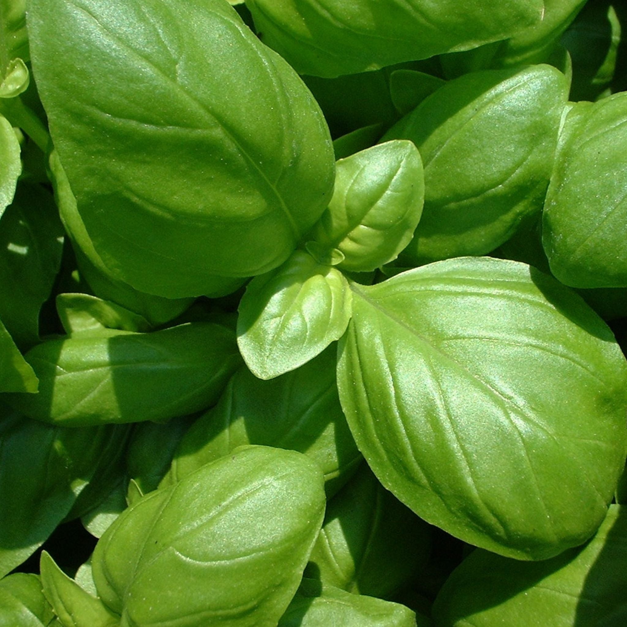 Basil Seeds Genovese