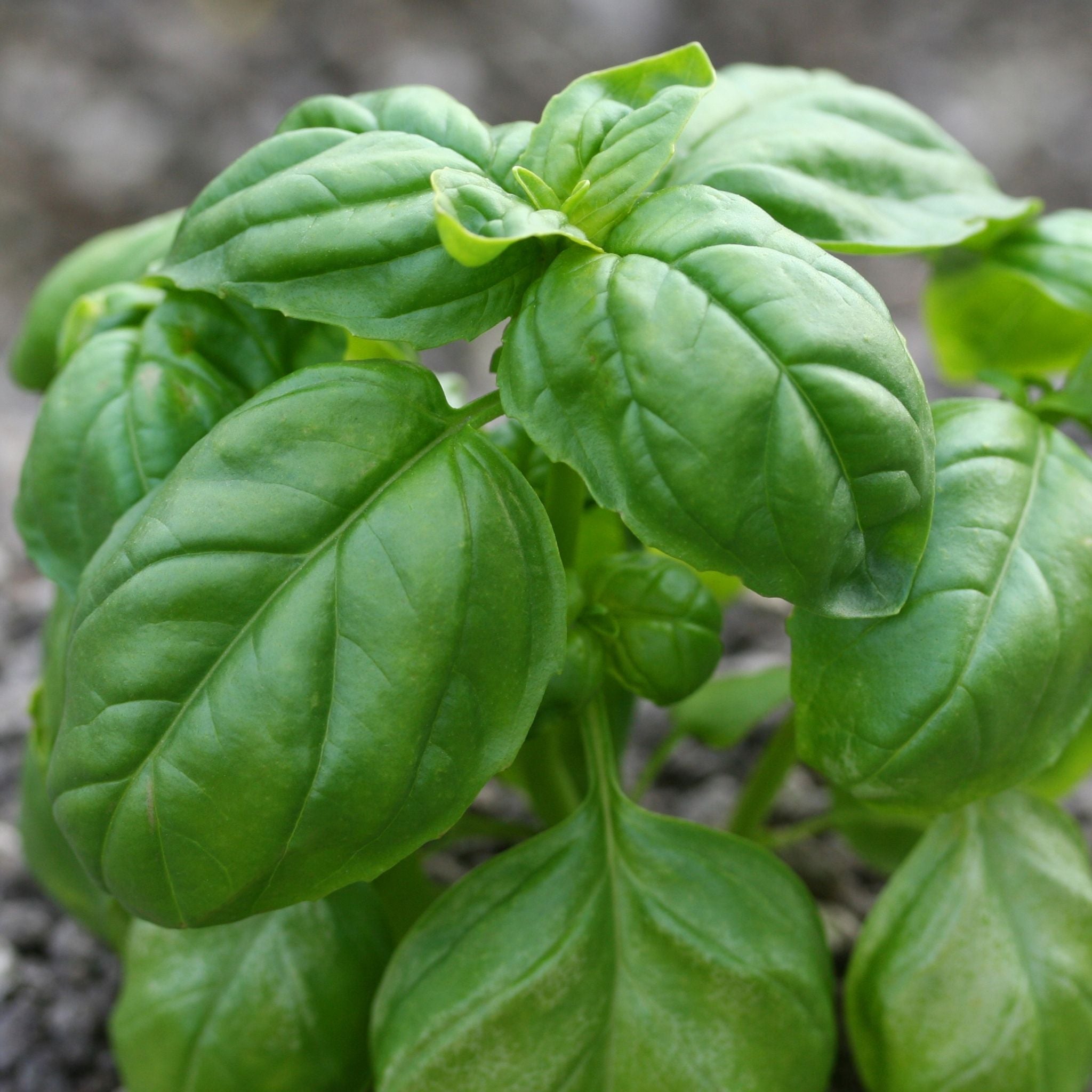 Basil Seeds Genovese